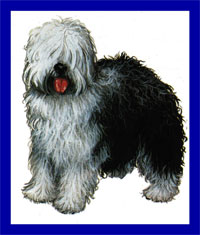 a well breed Old English Sheepdog